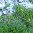 Tag der Drinks: Organics Alpine Herbs